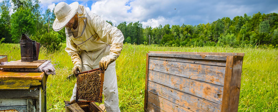 Order Honey Bees in Massachusetts